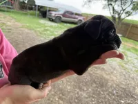 Athena Iccf registered , a female Cane Corso for sale in Saint Joseph, MO – 1 of 5