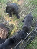 Nyx Iccf registered , a female Cane Corso for sale in Saint Joseph, MO – 6 of 7