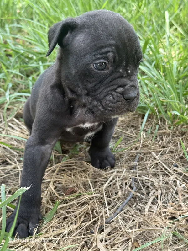 Luna Iccf registered  – Cane Corso puppy for sale in Saint Joseph, MO