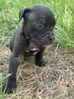 Kira Iccf registered , a female Cane Corso for sale in Saint Joseph, MO – 4 of 10