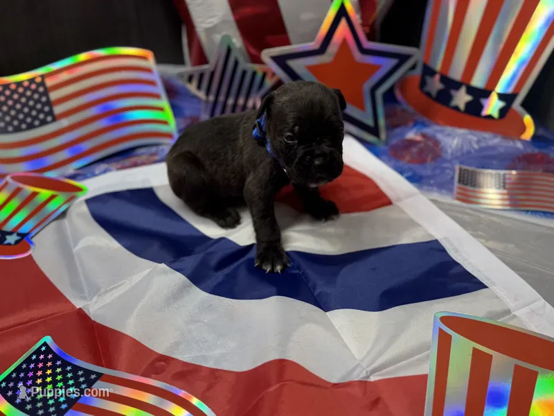 Cleo Iccf registered  – Cane Corso puppy for sale in Savannah, MO