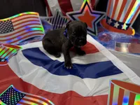 Cleo Iccf registered , a female Cane Corso for sale in Savannah, MO – 1 of 3
