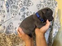  Titan Iccf registered , a male Cane Corso for sale in Saint Joseph, MO – 5 of 7
