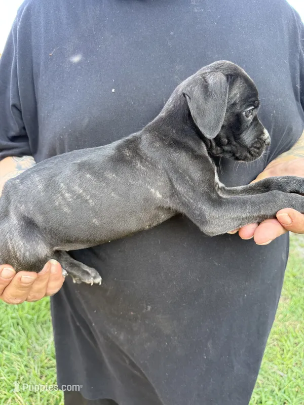 Karma Iccf registered  – Cane Corso puppy for sale in Saint Joseph, MO