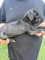 Kova Iccf registered , a female Cane Corso for sale in Saint Joseph, MO – 1 of 5