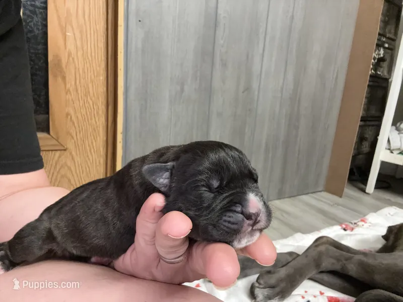 Nala Iccf registered  – Cane Corso puppy for sale in Savannah, MO