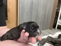 Nala Iccf registered , a female Cane Corso for sale in Savannah, MO – 1 of 6