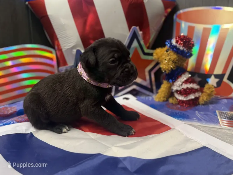 Luna Iccf registered  – Cane Corso puppy for sale in Savannah, MO