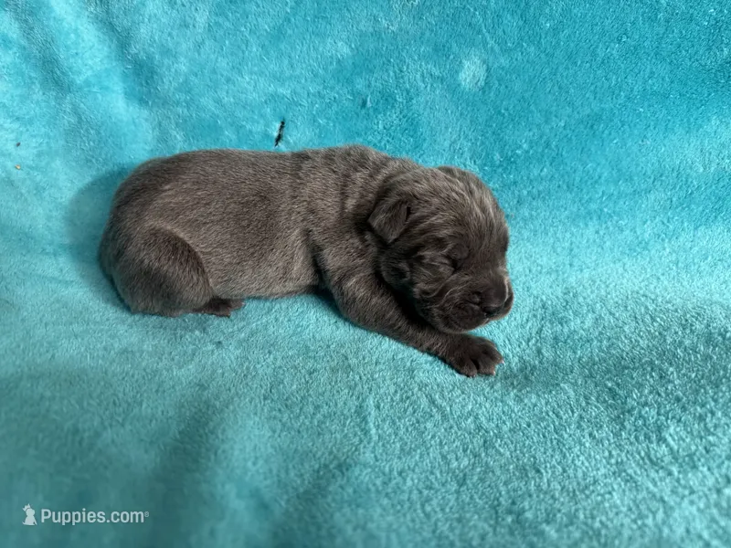 King Iccf registered  – Cane Corso puppy for sale in Savannah, MO