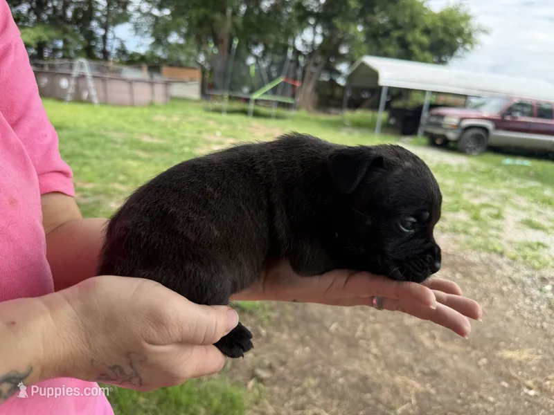 Haus Iccf registered  – Cane Corso puppy for sale in Saint Joseph, MO