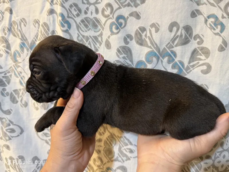 Nila Iccf registered  – Cane Corso puppy for sale in Savannah, MO