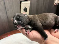 Athena Iccf registered , a female Cane Corso for sale in Savannah, MO – 1 of 7