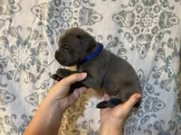 King Iccf registered , a male Cane Corso for sale in Saint Joseph, MO – 4 of 5