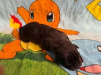 Gemma Iccf registered , a female Cane Corso for sale in Savannah, MO – 5 of 8