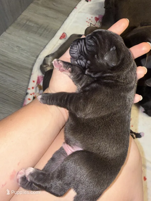 Zeus Iccf registered  – Cane Corso puppy for sale in Savannah, MO