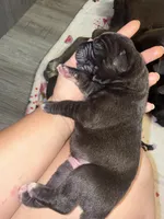 Zeus Iccf registered , a male Cane Corso for sale in Savannah, MO – 1 of 7