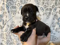 Gemma Iccf registered , a female Cane Corso for sale in Saint Joseph, MO – 6 of 6
