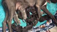 Nyx Iccf registered , a female Cane Corso for sale in Savannah, MO – 5 of 7
