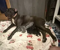 Nyx Iccf registered , a female Cane Corso for sale in Savannah, MO – 7 of 7