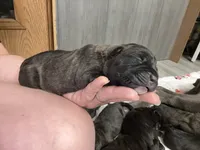 Haus Iccf registered , a male Cane Corso for sale in Savannah, MO – 2 of 8