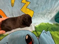Haus Iccf registered , a male Cane Corso for sale in Savannah, MO – 4 of 8