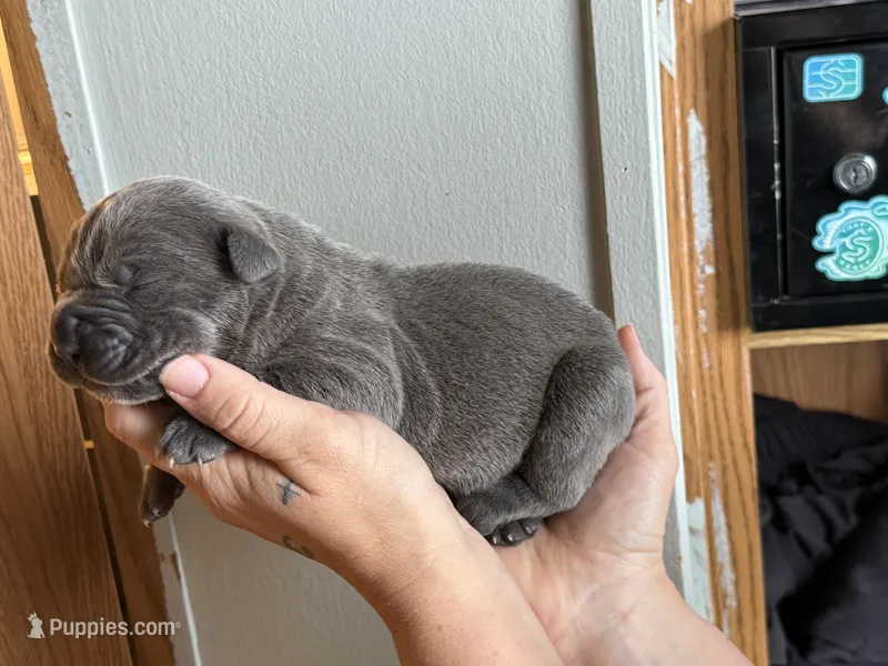 Coona Iccf registered  – Cane Corso puppy for sale in Savannah, MO