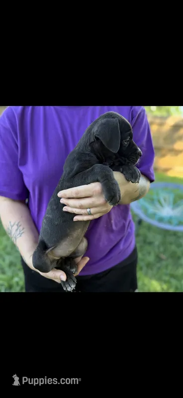 Kova Iccf registered  – Cane Corso puppy for sale in Saint Joseph, MO