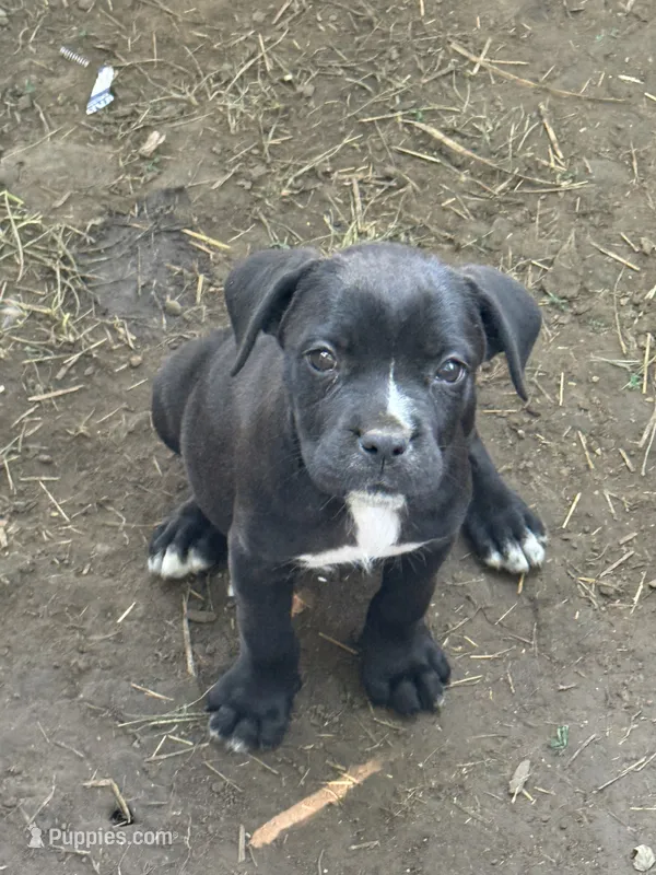 Nila Iccf registered  – Cane Corso puppy for sale in Saint Joseph, MO