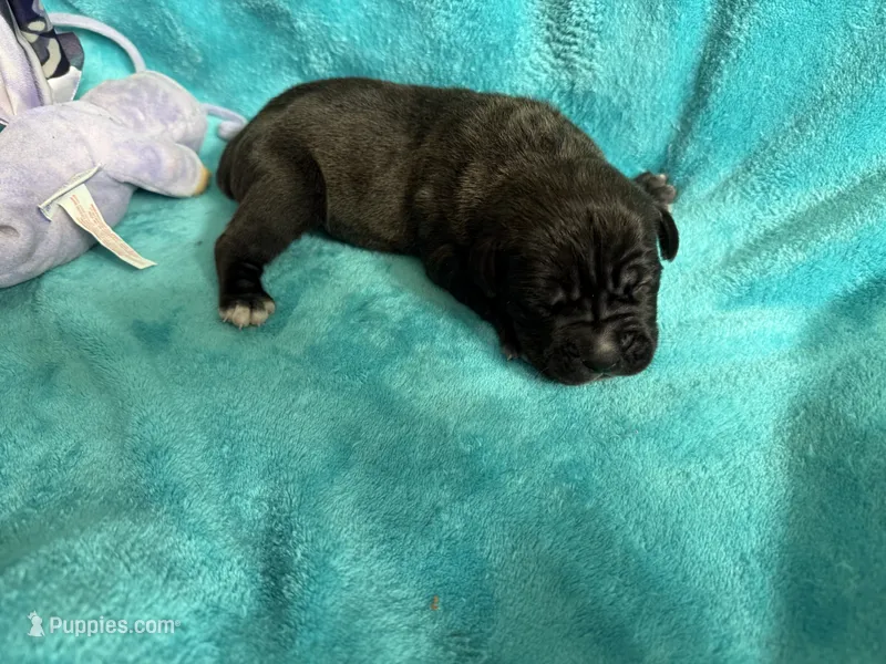 Athena Iccf registered  – Cane Corso puppy for sale in Savannah, MO