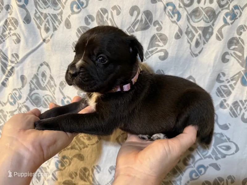 Gemma Iccf registered  – Cane Corso puppy for sale in Savannah, MO