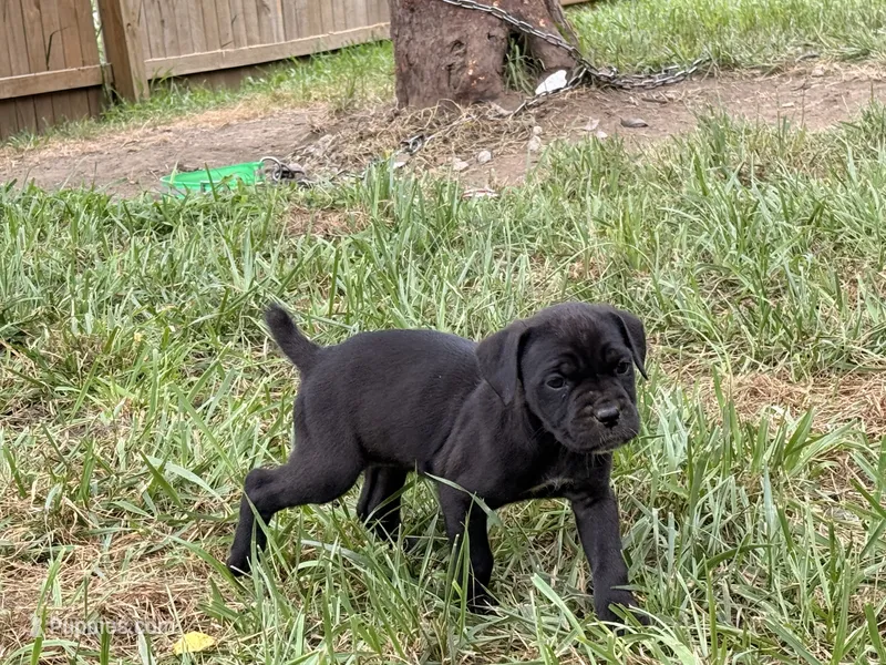 Kira Iccf registered  – Cane Corso puppy for sale in Saint Joseph, MO