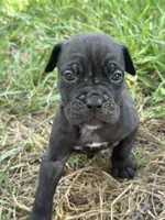 Kira Iccf registered , a female Cane Corso for sale in Saint Joseph, MO – 5 of 10