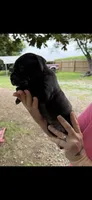 Nila Iccf registered , a female Cane Corso for sale in Saint Joseph, MO – 3 of 3