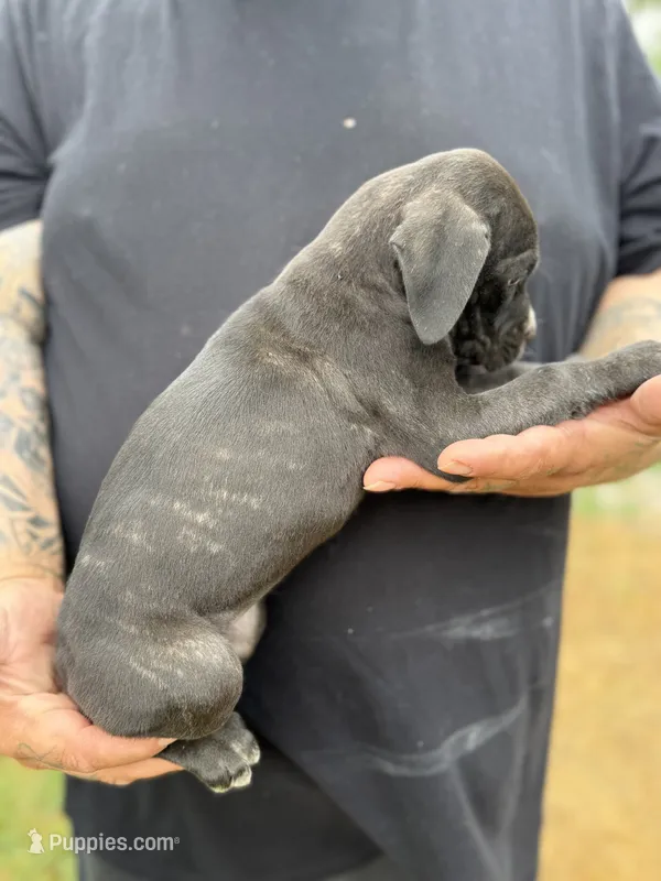 Karma Iccf registered  – Cane Corso puppy for sale in Saint Joseph, MO