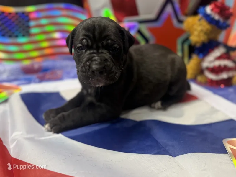 Nyx Iccf registered  – Cane Corso puppy for sale in Savannah, MO