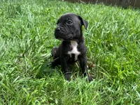 Karma Iccf registered , a female Cane Corso for sale in Saint Joseph, MO – 3 of 6