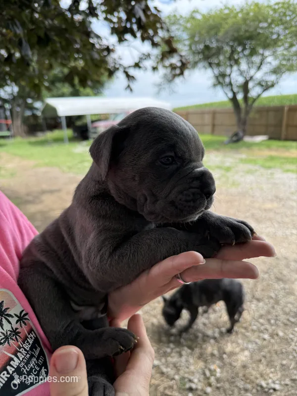 King Iccf registered  – Cane Corso puppy for sale in Saint Joseph, MO