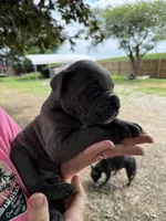 King Iccf registered , a male Cane Corso for sale in Saint Joseph, MO – 1 of 5