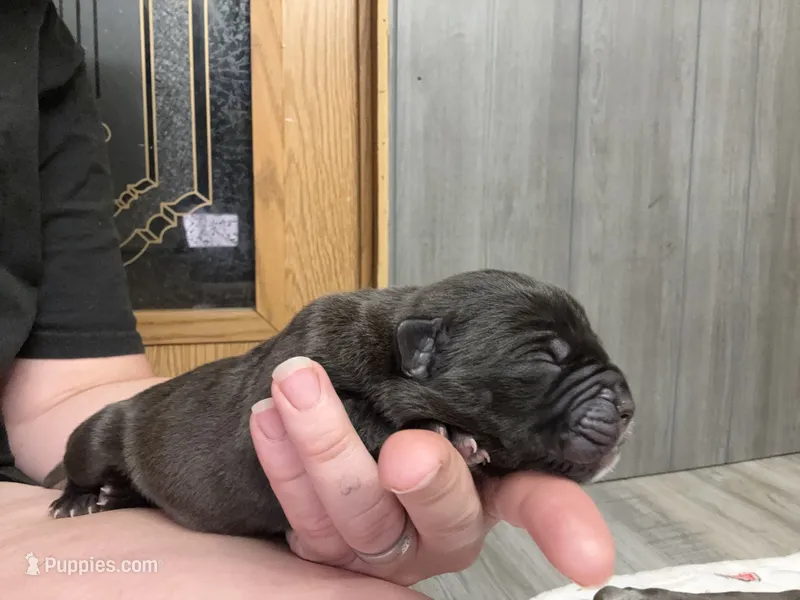 Luna Iccf registered  – Cane Corso puppy for sale in Savannah, MO