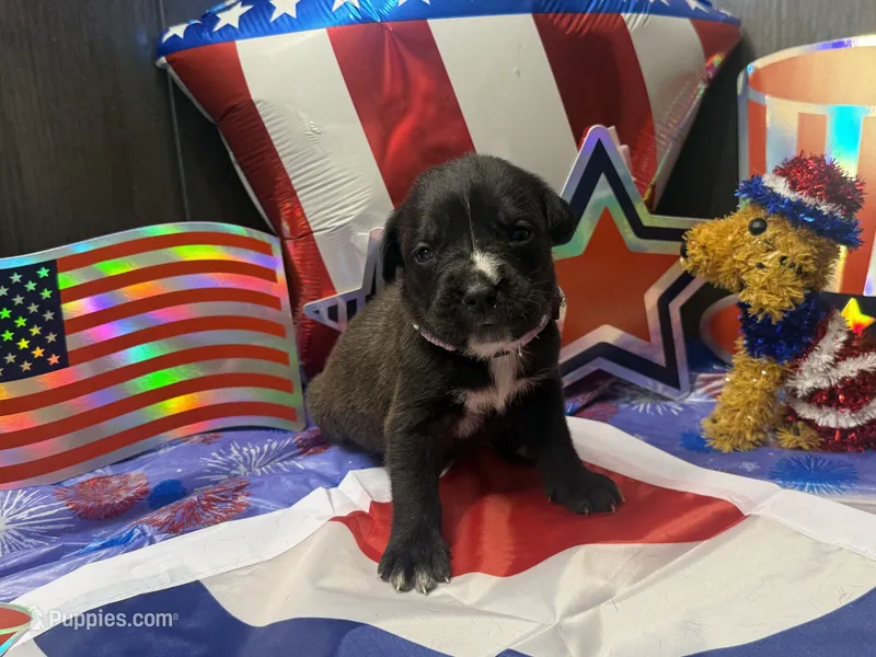 Gemma Iccf registered  – Cane Corso puppy for sale in Savannah, MO