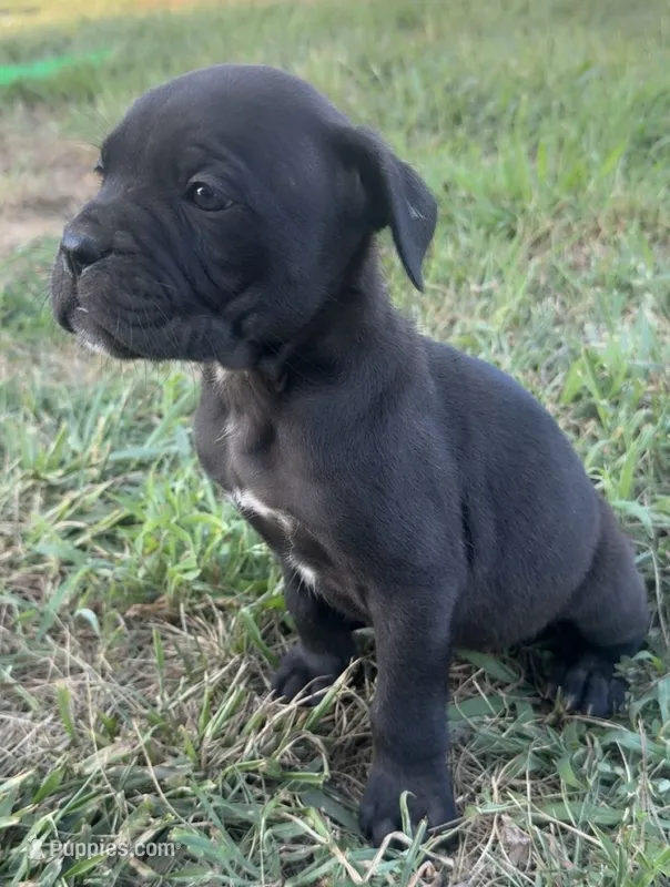 Kira Iccf registered  – Cane Corso puppy for sale in Saint Joseph, MO