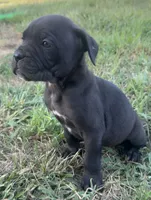 Kira Iccf registered , a female Cane Corso for sale in Saint Joseph, MO – 1 of 10