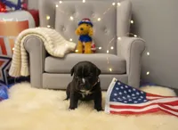 Nila Iccf registered , a female Cane Corso for sale in Savannah, MO – 2 of 3