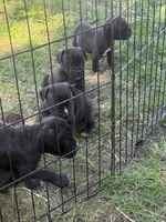 Nyx Iccf registered , a female Cane Corso for sale in Saint Joseph, MO – 7 of 7