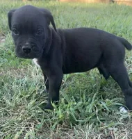 Kira Iccf registered , a female Cane Corso for sale in Saint Joseph, MO – 2 of 10