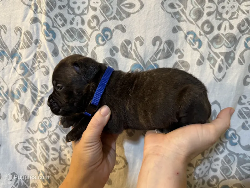 Haus Iccf registered  – Cane Corso puppy for sale in Savannah, MO