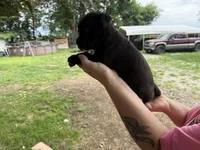 Nyx Iccf registered , a female Cane Corso for sale in Saint Joseph, MO – 4 of 7