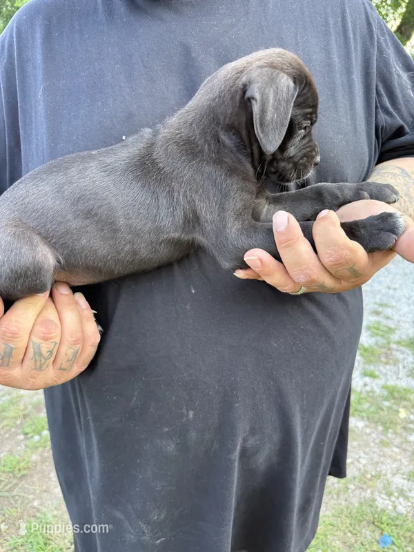 Nila Iccf registered  – Cane Corso puppy for sale in Saint Joseph, MO