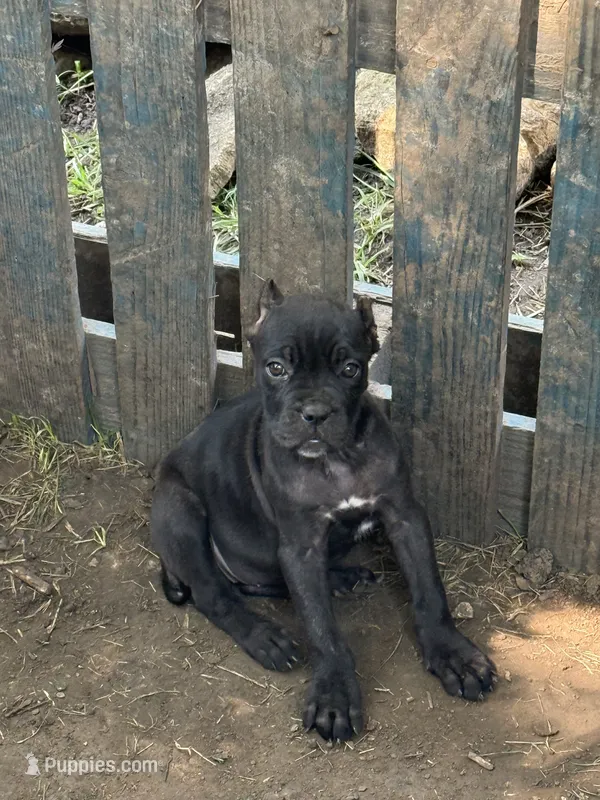 Raven Iccf registered  – Cane Corso puppy for sale in Saint Joseph, MO