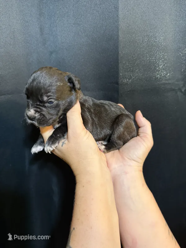 Gemma Iccf registered  – Cane Corso puppy for sale in Savannah, MO